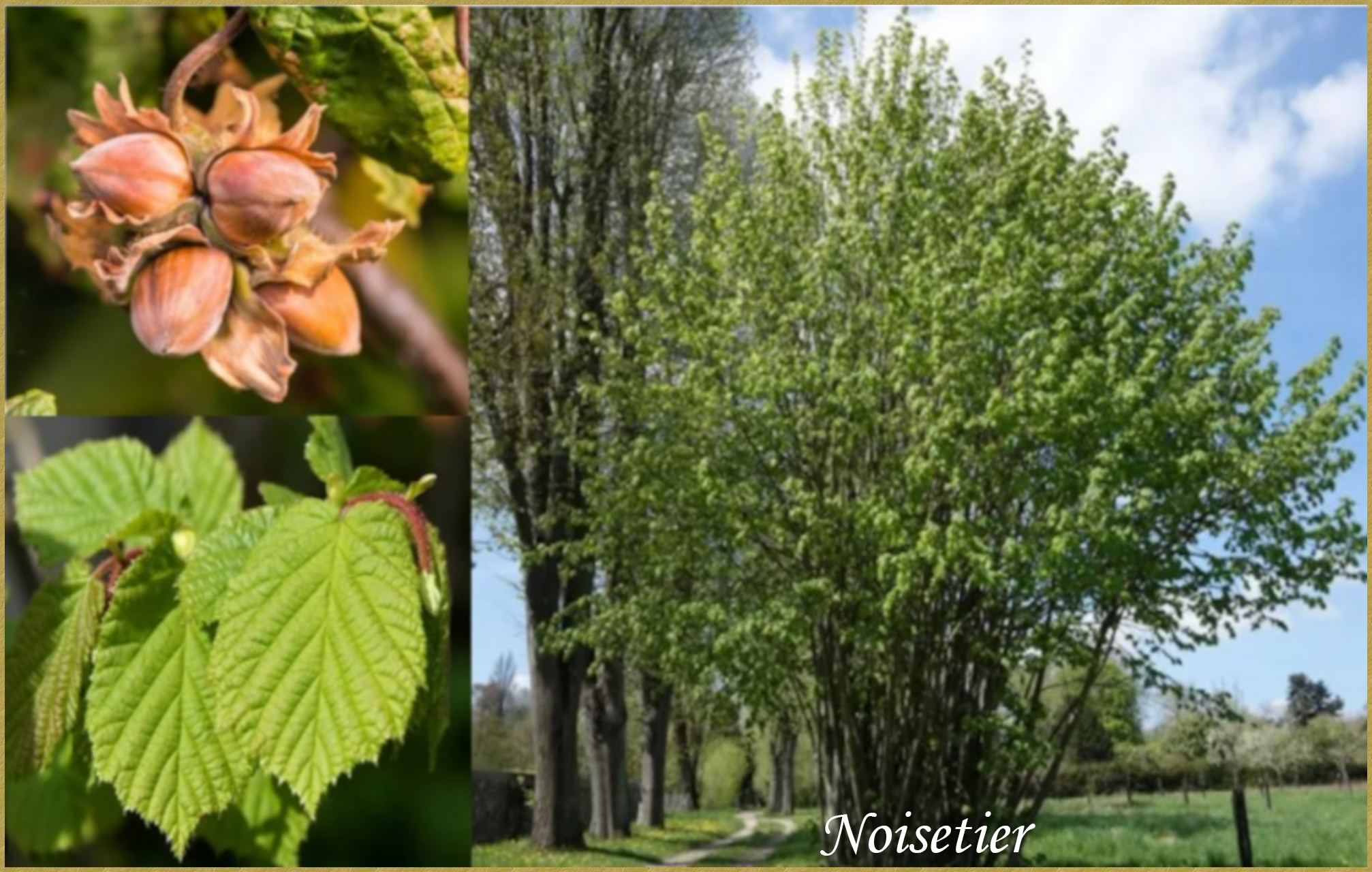 Noisetier